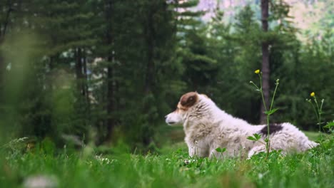 Ein-Weißer-Himalaya-hund,-Der-Sich-In-Einer-Natürlichen-Umweltumgebung-Erfreut