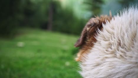Close-up-shot-of-a-white-himalayan-dog's-facial-expression