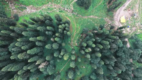 Aerial-footage-of-pine-trees-from-above-which-looks-beautiful-pattern-in-nature,-himachal-pradesh