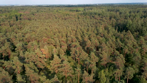 Scenic-Aerial-of-beautiful,-green-pine-forest-in-summer