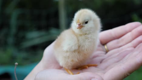 Slow-motion-shot-of-cute-yellow-baby-chick-in-woman's-hand