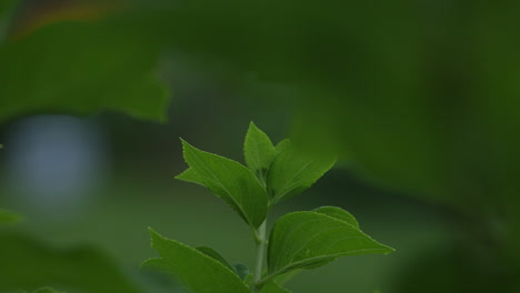Pretty-young-green-summer-leaves-wave-in-gentle-breeze-in-shallow-depth-of-field