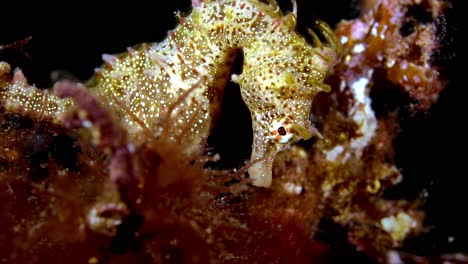 Hipocampo-Breviceps-Caballito-De-Mar-De-Cabeza-Corta-Sur-De-Australia-4k-25fps