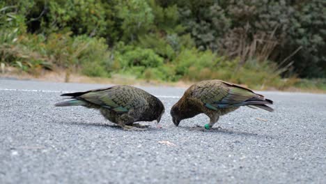 Slow-motion-shot-of-two-beautiful-Kea-alpine-parrots-eating-from-road-in-Mount-Cook-National-Park-in-the-South-Island-of-New-Zealand