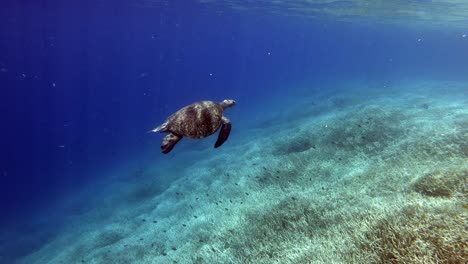 A-beautiful-adult-Green-Turtle-flying-through-open-water---underwater