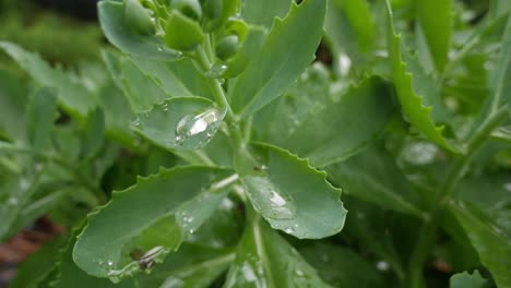 Rain-drops-collecting-on-green-leaves-during-the-rain