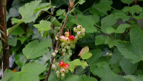 A-branch-of-red-currant-with-green-leaves-and-ripening-berries-sways-in-the-wind