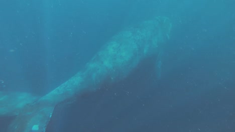 Southern-Right-Whale,-Eubalaena-Australis-Swimming-Alone-On-The-Turquoise-Blue-Ocean