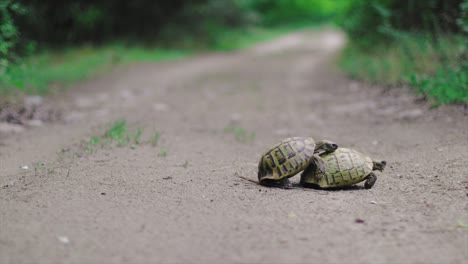 Schildkröten,-Die-Sich-In-Zeitlupe-In-Der-Wildnis-Paaren