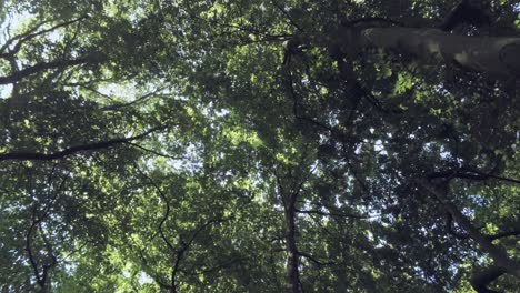 árboles-Verdes-Altos-En-Un-Bosque-Exuberante-Durante-El-Verano---Tiro-De-ángulo-Bajo