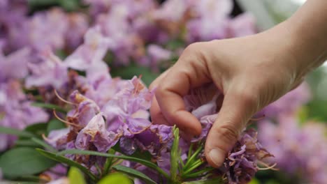 Weibliche-Hand,-Die-übertriebene,-Verblasste-Blüten-Vom-Rhododendron-Entfernt