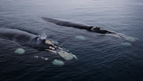 Ein-Paar-Wunderschöne-Südliche-Glattwale,-Die-In-Patagonien-Wasser-Atmen-Und-Spritzen