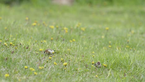 European-goldfinch-eating-dandelion-and-other-seeds-on-the-ground