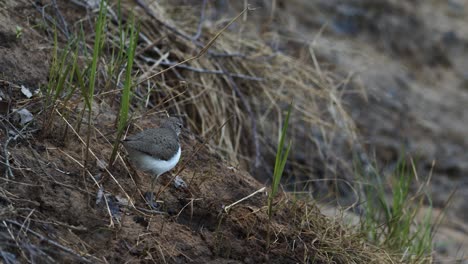 Common-sandpiper-is-looking-for-food-at-river-bank-mud-in-spring