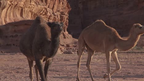 Camels-through-arid-desert,-mountains-at-the-background,-Wadi-Rum,-Jordan,-static-shot