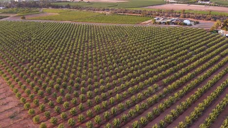 Healthy-Grown-Vineyard-Grapes-In-Riverland,-Winery-Area-In-South-Australia---Drone-Shot