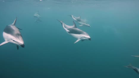 Grupo-De-Hermosos-Delfines-Oscuros-Nadando-En-El-Océano-Azul