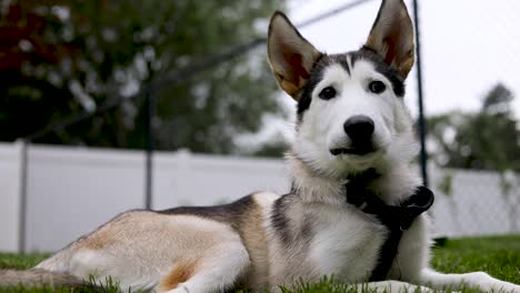 Small-Siberian-husky-puppy-dog-content,-calm-and-laying-down-resting-on-green-grass-in-backyard-looking-at-camera,-close-up-static