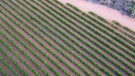 Narrow-Rows-Of-Green-Vineyards-And-Winery-Area-In-Riverland-Region,-South-Australia
