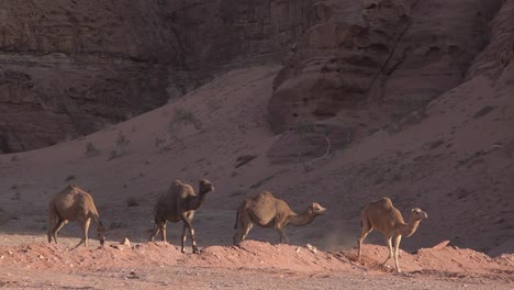 Wild-camels-in-arid-desert,-rocky-mountains-at-the-background,-sunset,-Wadi-Rum,-Jordan,-static-shot