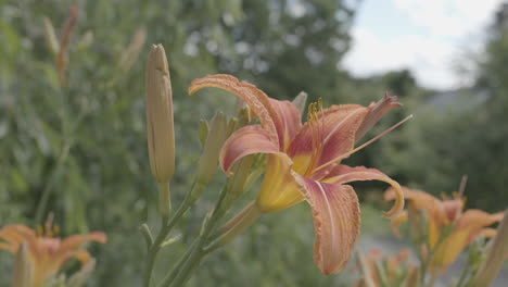 Garden-tiger-lily-flower-and-flower-buds-swaying-on-a-light-breeze-slow-motion