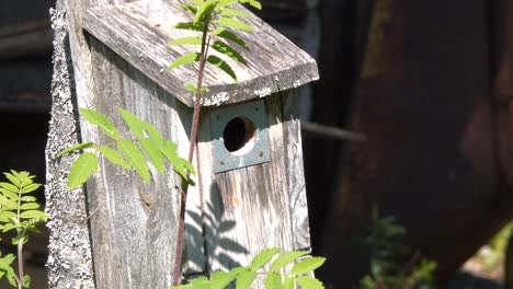 Old-World-flycatcher,-female-Muscicapidae-flying-into-birdhouse