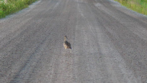 Eurasian-or-common-curlew-bird-walks-along-dirt-road