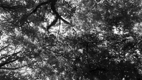 Blühende-Bäume-Im-Wald-In-Schwarz-Weiß-Szene-Im-Sommer---Zoom-Im-Niedrigen-Winkel