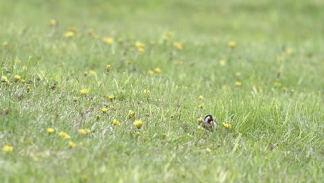 European-goldfinch-eating-dandelion-and-other-seeds-on-the-ground