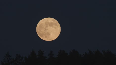 Super-moon-rise-above-distant-trees-closeup-view-atmospheric-distortion