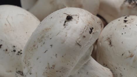 Macro-Closeup-of-Fresh-Common-Button-Mushrooms-Rotating-Clockwise