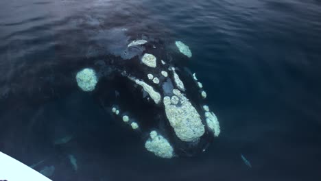 Touristen,-Die-Während-Der-Walbeobachtung-Fotos-Auf-Dem-Südlichen-Glattwal-Machen,-Der-Aus-Dem-Blauen-Ozean-In-Patagonien-Kommt