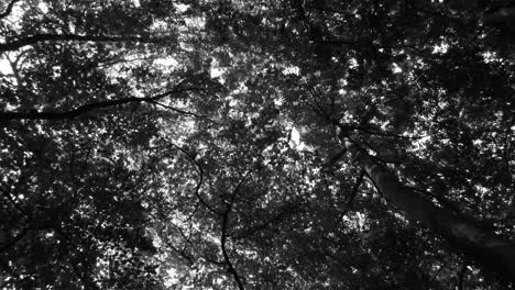 Black-And-White-Scenery-Of-Sunlight-Flare-On-The-Camera-Lens-Through-The-Trees-In-The-Forest-At-Summertime---low-angle-dolly-shot