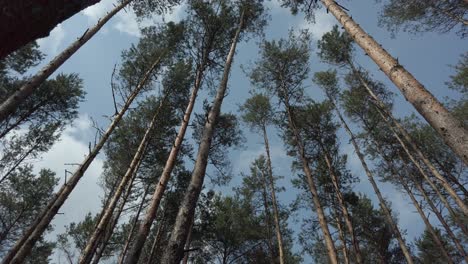 Spinning-shot-of-tall-pine-trees-in-forest,-up-view