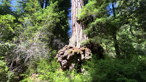 Giant-redwood-tree-with-immense-burlwood-growth,-camera-slowly-tilts-up-to-reveal-top-of-tree-and-blue-sky-overhead