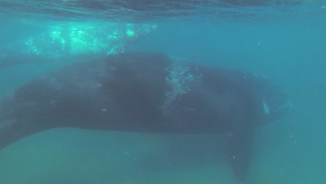 A-Pair-Of-Southern-Right-Whales-Swimming-Near-The-Water-Surface-Of-The-Blue-Ocean