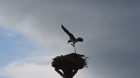 Männlicher-Fischadler-Bringt-Ast-Zum-Nest