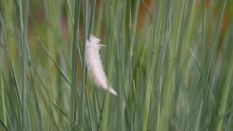 White-feather-get-stuck-between-grass,-close-up