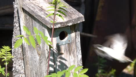 Spotted-flycatcher-female-in-birdhouse-taking-off