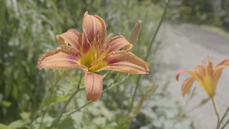 Close-up-orange-tiger-lily-tawny-daylily-flower-on-a-bright-sunny-day