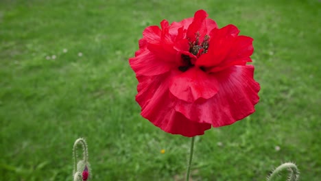 Big-red-poppy-flower,-on-a-blurry-background-of-green-grass-on-a-sunny-day