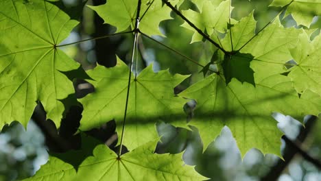 Up-view-of-green-maple-leaves-lit-by-the-sunlight,-panning-shot