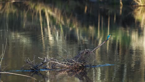 Eisvogel-Sitzt-Auf-Den-Zweigen-In-Der-Nähe-Des-Flusses-Und-Sucht-Nach-Nahrung-Und-Nest
