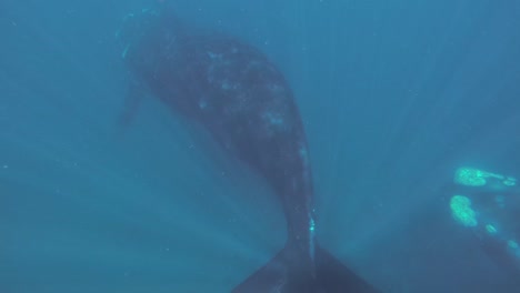 Underwater-Scene-With-Southern-Right-Whales-Swimming-On-The-Deep-Blue-Sea