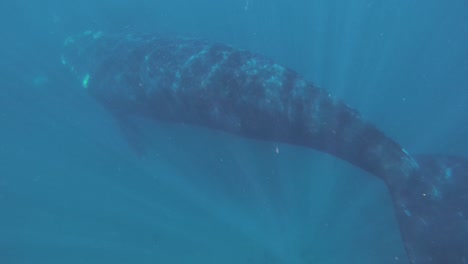 Southern-Right-Whale-Swimming-Under-The-Bright-Blue-Sea-In-Slow-Motion---underwater