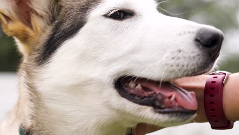 Beautiful-white-and-black-Siberian-Husky-puppy-getting-a-chin-rub,-close-up-shot