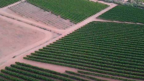 Lush-Vineyard-At-The-Winery-Area-In-Riverland-Region,-South-Australia---descending-drone-shot