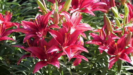 Pink-Lily-Flowers-On-A-Beautiful-Sunny-Day