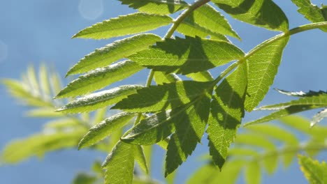 Blätter-Der-Eberesche-Oder-Sorbus-Aucuparia,-Die-Im-Wind-Wehen