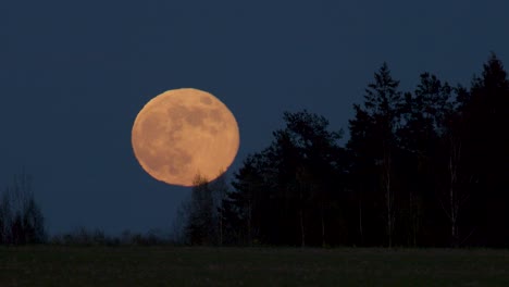Super-moon-rise-above-distant-trees-closeup-view-atmospheric-distortion